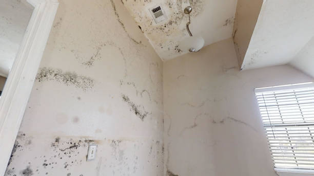 Best Crawl Space Mold Remediation  in Mounds View, MN